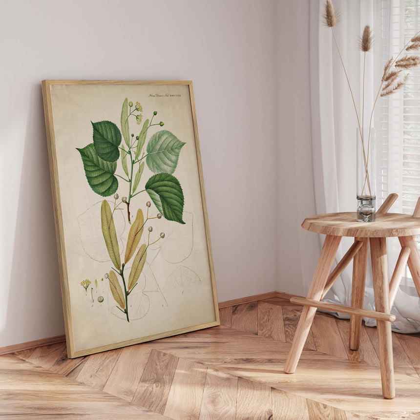 Plakat - Flora Danica 13 - Incado