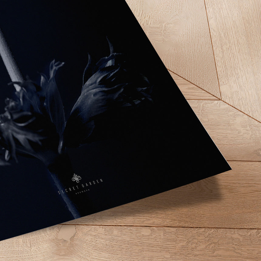 Plakat - Anemone - Incado