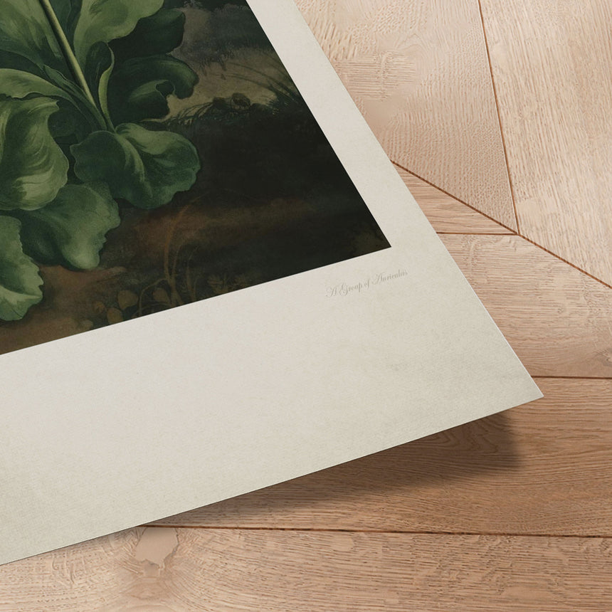 Plakat - Auriculas - Incado