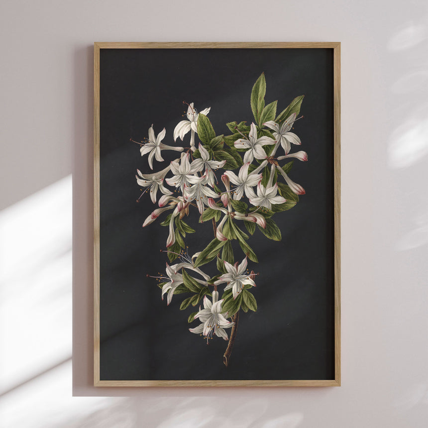 Plakat - Flower Colony - Incado