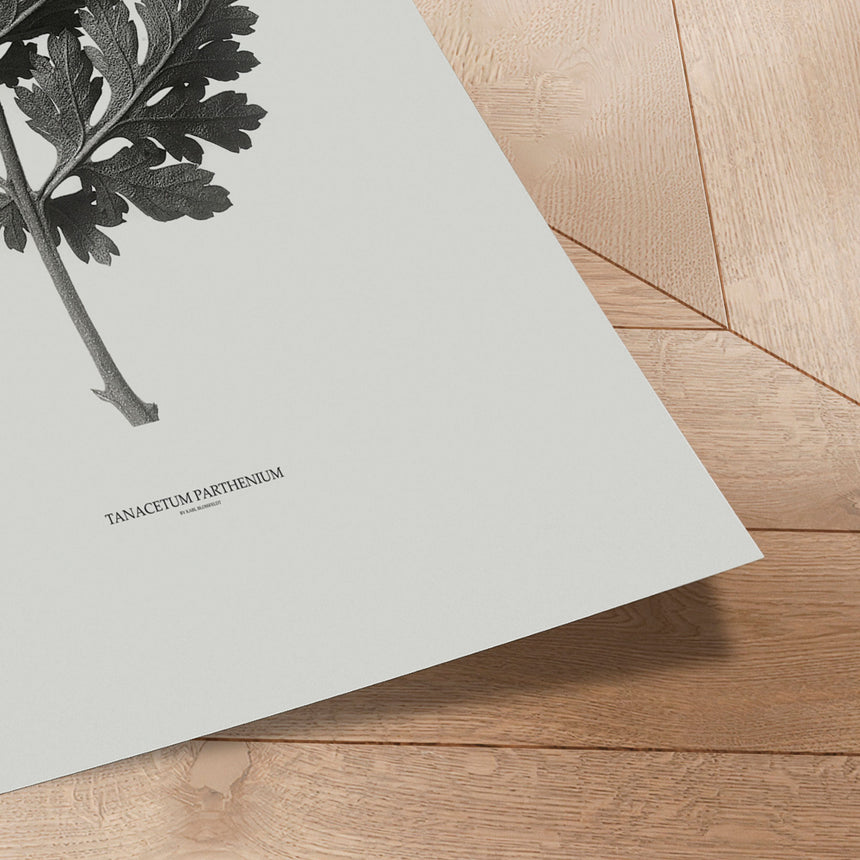 Plakat - Tanacetum Parthenium - Incado