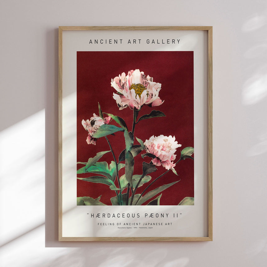 Plakat - Hærdaceous Pæony II - Ancient Art - Incado