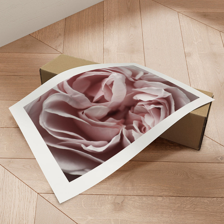 Plakat - Pink Closeup III - Incado