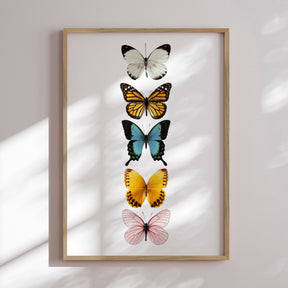 Plakat - Butterflies - Incado