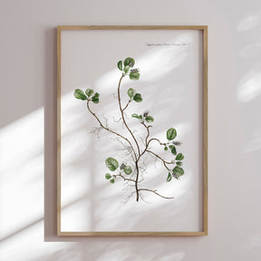 Plakat - Flora Danica 10 - Incado