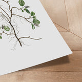 Plakat - Flora Danica 10 - Incado