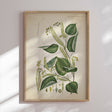 Plakat - Flora Danica 12 - Incado