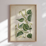 Plakat - Flora Danica 12 - Incado