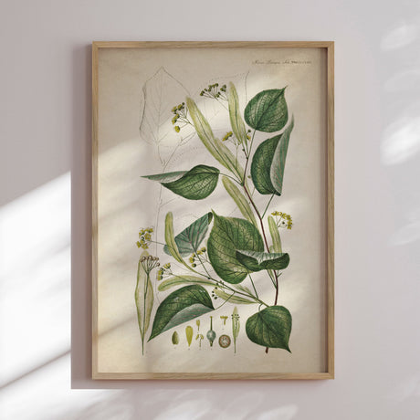 Plakat - Flora Danica 12 - Incado