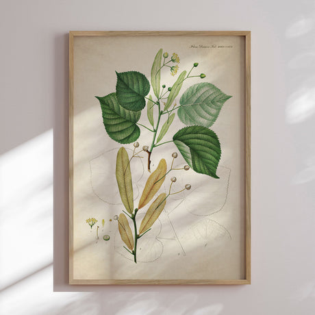 Plakat - Flora Danica 13 - Incado
