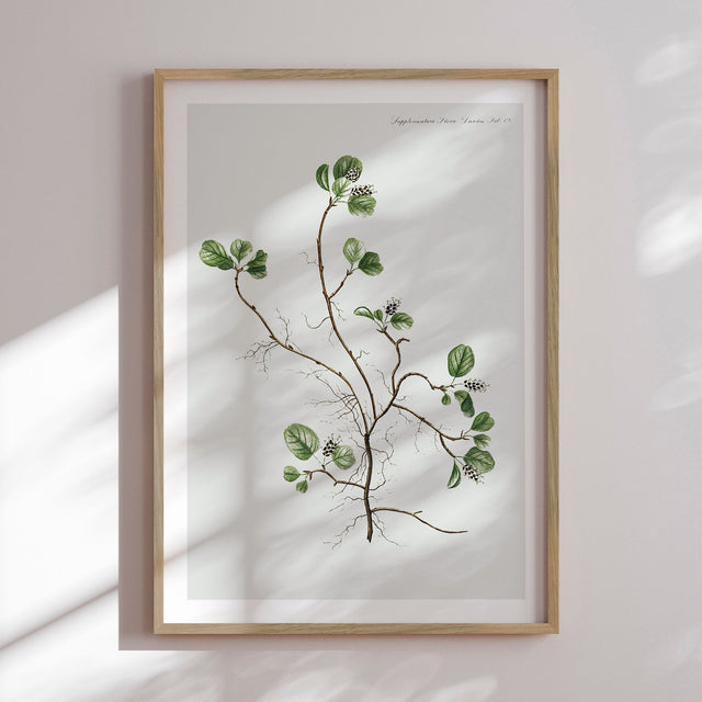 Plakat - Flora Danica 22 - Incado