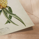Plakat - Ananas - Incado
