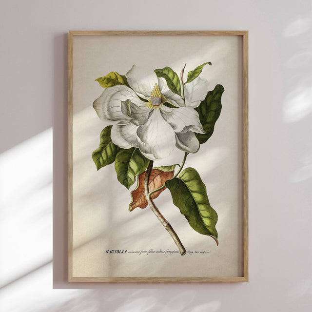 Plakat - Magnolia - Incado