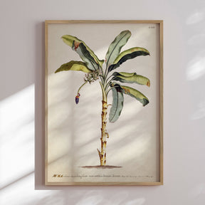 Plakat - Palm - Incado