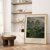 Plakat - Auriculas - Incado