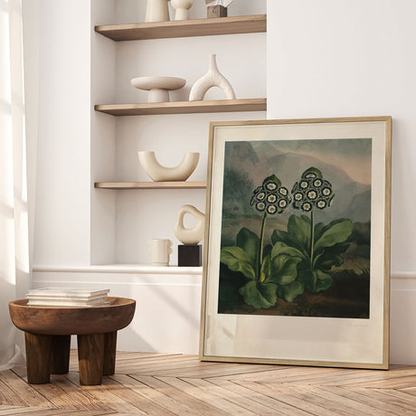 Plakat - Auriculas - Incado