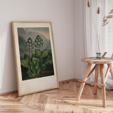 Plakat - Auriculas - Incado