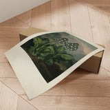 Plakat - Auriculas - Incado
