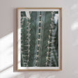 Plakat - Cactus - Incado