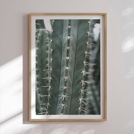 Plakat - Cactus - Incado
