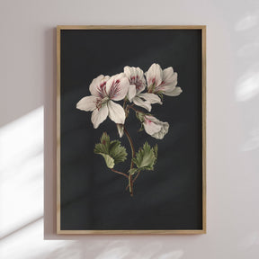 Plakat - White Flowers - Incado