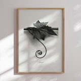 Plakat - Bryonia Alba - Incado