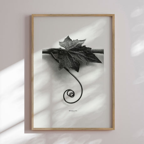 Plakat - Bryonia Alba - Incado