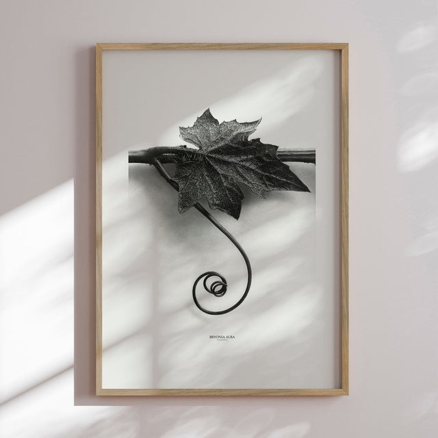 Plakat - Bryonia Alba - Incado