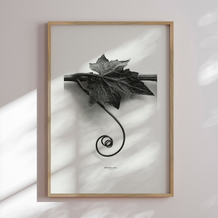 Plakat - Bryonia Alba - Incado