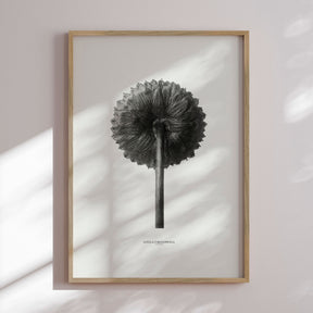 Plakat - Cotula Coronopifolia - Incado