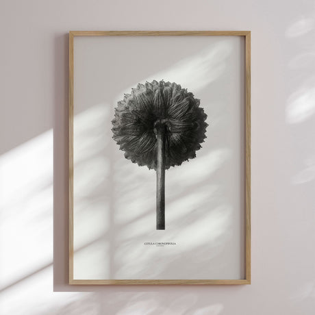 Plakat - Cotula Coronopifolia - Incado