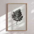 Plakat - Tanacetum Parthenium - Incado