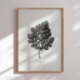 Plakat - Tanacetum Parthenium - Incado