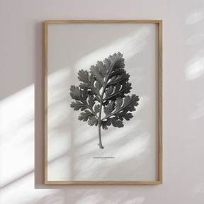 Plakat - Tanacetum Parthenium - Incado