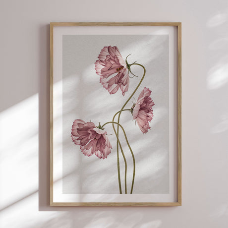 Plakat - Dusty Pink II - Incado