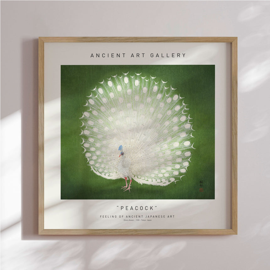 Plakat - Peacock - Incado