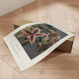 Plakat - Lily III - Ancient Art - Incado