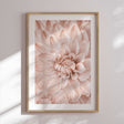 Plakat - Pink Closeup - Incado