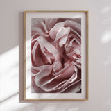 Plakat - Pink Closeup III - Incado