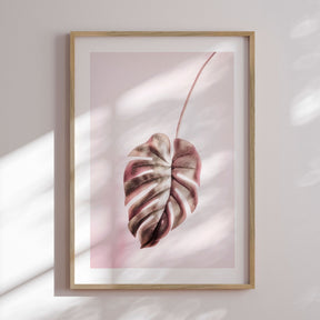 Plakat - Pink Monstera - Incado