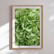 Plakat - Green Hortensia - Incado