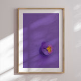 Plakat - Single Anemone - Incado