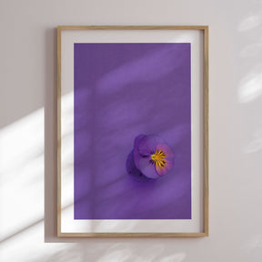 Plakat - Single Anemone - Incado