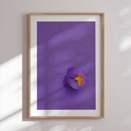 Plakat - Single Anemone - Incado