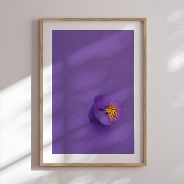 Plakat - Single Anemone - Incado