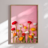 Plakat - Ranunculus Pink - Incado