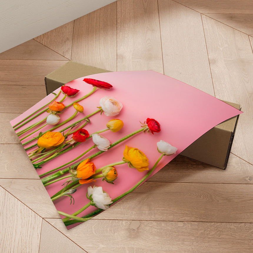 Plakat - Ranunculus Pink - Incado