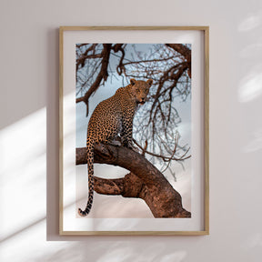 Plakat - Sitting on the Tree - Incado