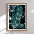 Plakat - Banana - Incado