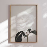 Plakat - Peony - 1x Studio II